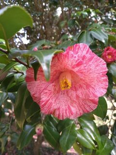 国東半島で春の花を楽しみ、玖珠温泉「ゆのもり玖珠」に泊まりに行く②～るるパークの椿～