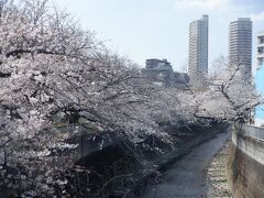 Ｌ　ＭＡＲ　２０２３　　「プチ花見Ⅱ・・・・・神田上水公園」