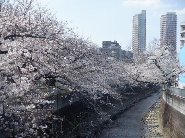 桜もほぼ満開となり、２０２３年の花見の第２弾として神田上水公園に花見をしてきました。