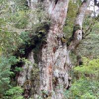 世界自然遺産登録から30年、屋久島への旅