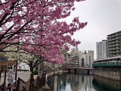 横浜 桜めぐり①