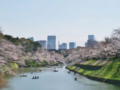 2023年桜開花状況&#9825;千鳥ヶ淵緑道＆靖国神社