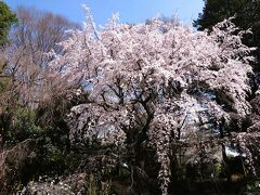 東京でお花見～神代植物公園へ(2023/3/22）