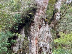 世界自然遺産登録から30年、屋久島への旅