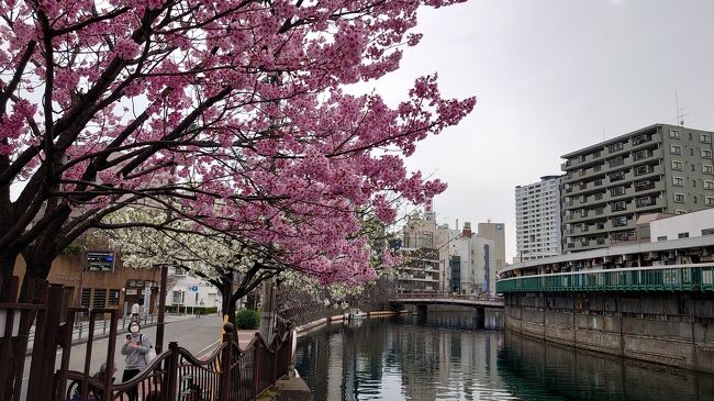桜の満開は少し先だけど、今週後半は雨降りが続く予報なので、あわてて 21日午後、 22日午前と2日連続で 桜めぐりをしてきました。<br /><br />野毛山から赤門通り、大岡川沿いの桜を愛でながら市役所(桜木町)方面まで散策しました。<br />景色を楽しみながら のんびりウォーキングだけど、3キロ以上歩いちゃったわ～笑<br /><br />ほぼ同じ方面を歩いたので2日間の写真が混じってますが、ご容赦ください。<br />大岡川沿いも日当たりが良い場所は8部咲き、日陰は1～2部咲きと言ったところでしょうか？<br />雨雲が去った後、更に来週もお花見が楽しめると思います。<br />