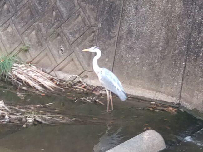 定番コースとなっています。もう少しすると草がぼうぼうになって歩くことができなくなります。<br />今回は、キリスト像の再確認です。