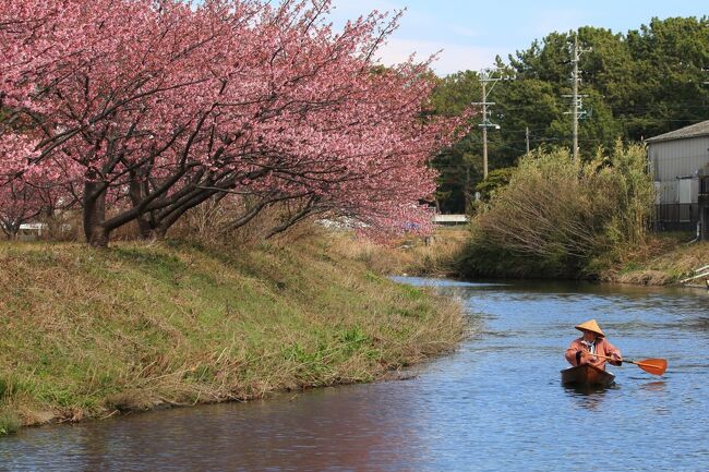 藤守川の河津桜を川から眺めてきました