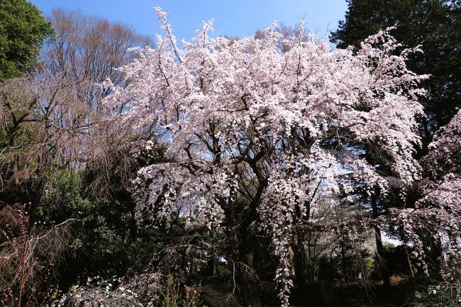 春らしい気候になってきたこの頃。<br />近所でも数日前から桜が咲きだしました。<br /><br />天気予報はというと、これから桜の花見のハイシーズンになるのに、<br />関東は週末にかけて天気が悪くなるんですよね。<br /><br />それならばと、急遽、桜の名所でもある調布市の神代植物公園に<br />出かけてみることにしました。