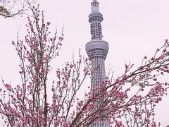 隅田川でお花見