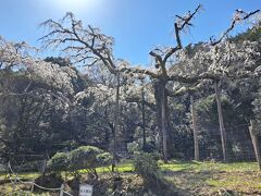 枝垂れ桜