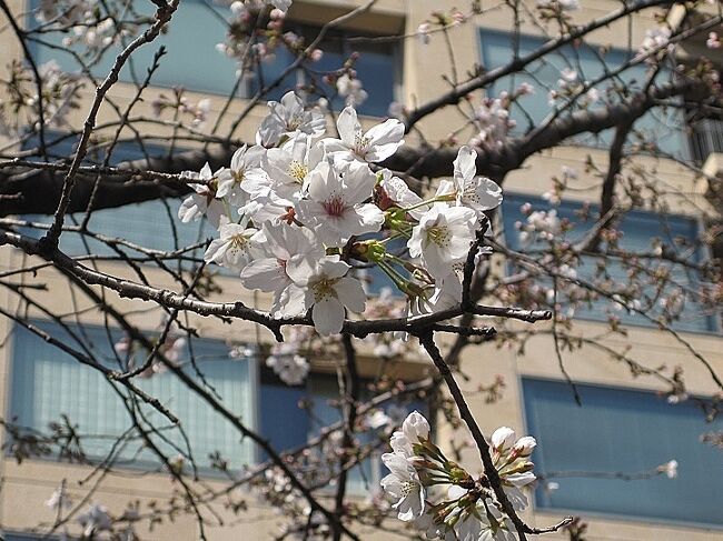 2023年の春は、桜見物に靖国神社を起点として、皇居の西側を有楽町まで歩いてみました。<br /><br />まだ五分咲き程度の開花でしたが、天候にも恵まれ、しっかりと春を満喫してきました。<br />桜は一気に咲き誇り、その満開の様は日本の代名詞と言ってよいほどの美しさです。また、散るときの儚さと潔さは、日本人ならではの共感があるように思います。<br /><br />日本を守るために散った英霊も、この季節に靖国にもどってくるのですね。<br />現代においても、戦争・紛争が絶えません。<br />改めて、平和の尊さを感じます。<br /><br />桜を見て、人は何を思うのか？<br />そんな一問一答も桜の持つ魅力なのでしょう。