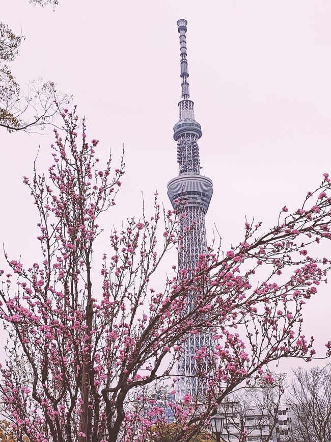 深大寺からの帰りはモクシー泊。<br />そこから隅田川の桜見に行きました。<br />ちょうど1年前<br />満開の桜にカフェでゆったり。