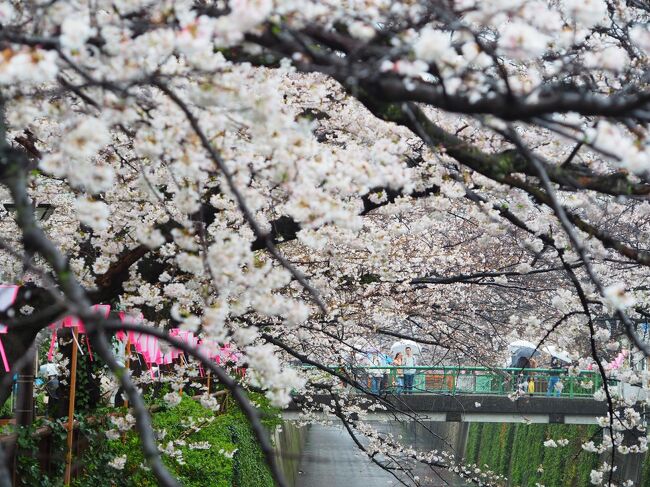 年々早くなる桜の開花。東京では3月22日平年より9日も早くソメイヨシノが満開となりました。仕事が23日お休みなので絶好のタイミングと浮かれていたがこの日から週末にかけて天気はずっと傘マーク・・・<br />ま、むしろ空いてていいかも。と気持ちを切り替え行って正解。<br />東京都内の桜名所でも人気のスポット目黒川と千鳥ヶ淵から靖国神社の標本木まで桜めぐりを楽しみました♪