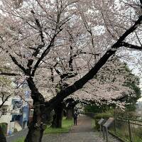 花が咲いたから出勤前に、飯田橋駅から市ヶ谷駅まで一駅分を、中央線沿いに桜並木がある外濠公園を歩きました。