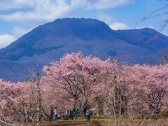 大漁桜