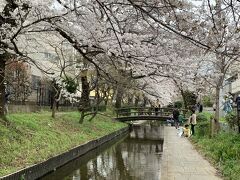 二ヶ領用水の桜を見に行く 【宿河原駅～登戸駅】