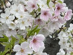 3月の花巡り　桜