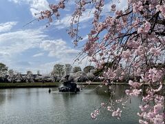 春爛漫、地元で桜を追いかけて！