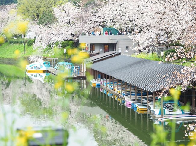年々早くなる桜の開花。東京では3月22日平年より9日も早くソメイヨシノが満開となりました。仕事が23日お休みなので絶好のタイミングと浮かれていたがこの日から週末にかけて天気はずっと傘マーク・・・<br />ま、むしろ空いてていいかも。と気持ちを切り替え行って正解。<br />東京都内の桜名所不動の人気スポット目黒川と千鳥ヶ淵から靖国神社の標本木まで桜めぐりを楽しみました。<br /><br />こちらの旅行記は千鳥ヶ淵・国立劇場の桜・靖国神社を巡り＋おまけの上野公園（3月19日の桜）です<br /><br />目黒川の桜並木は【1】の旅行記で<br />https://4travel.jp/travelogue/11816892