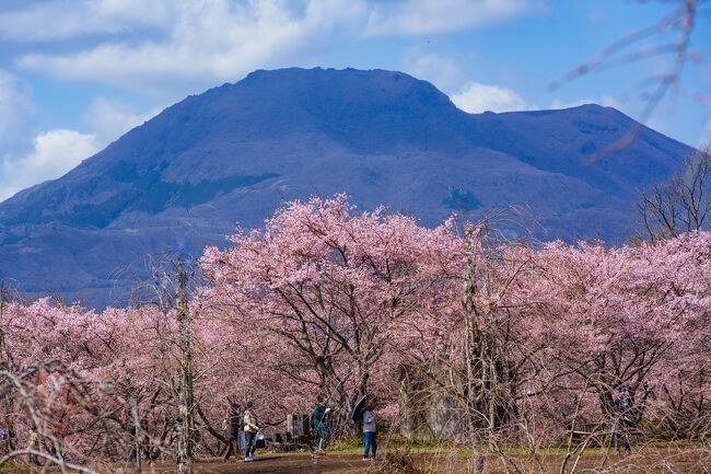 　くじゅう連山の麓にある10ヘクタール、6種類、2600本のサクラがある「長湯温泉しだれ桜の里」で、1600本の早咲き桜、大漁桜が見頃を迎えています。