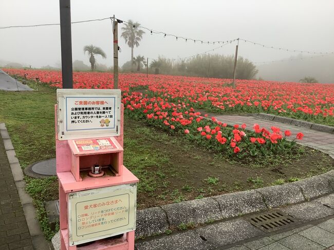 今日は散髪に行って帰りに霧島ヶ丘公園にチューリップを見に行ってきました。あいにく天気は悪くポツリと雨が降ってきたりとして霧がかかっています。　ま.なんとか写真を撮ることはできました。<br />かのやバラ園は１月４日から３月３１日まで入園料は無料で入れます。