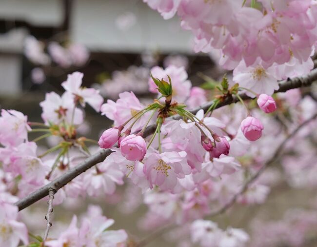 少し前だけど...3日前の浅草周辺の桜をUP！<br />24日時点で7分咲きだそうです（ネット情報）<br />週末満開を迎えそうな隅田川沿いの桜をどうぞ～(*´∀｀*)<br />------------------------------------------<br />【隅堤さくらまつり】<br />開催期間：2023/3/18(土) ～4/9(日)<br />夜桜ライトアップ：18:30-21:00<br />備考：模擬店あり<br />------------------------------------------<br />表紙：弘福寺前の桜