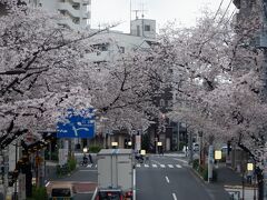 Ｌ　ＭＡＲ　２０２３　　「プチ花見Ⅲ・・・・・中野周辺」