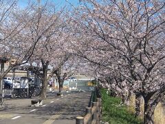 【お散歩テケテケ】定番の花見Ⅰ。<梅田川河畔>