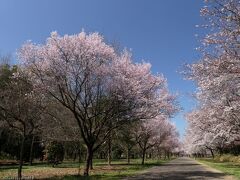 「ラブリバー親水公園うぬき」のサクラ_2023_種類による差はありますが、見頃でした（伊勢崎市）