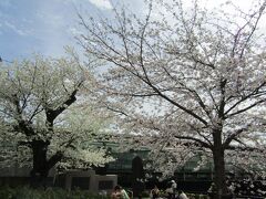 今年のソメイヨシノは花の色が濃い