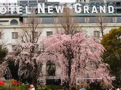 山下公園の枝垂桜と今治白楽天の焼豚玉子飯。