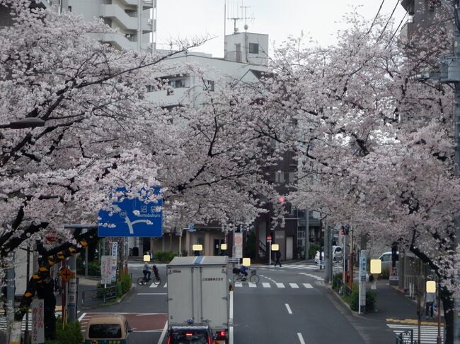 今年（２０２３年）の桜は開花が例年になく早いのですが、その分散るのも早いです(´;ω;｀)<br />桜が散る前にもう一度花見に行き、寺院巡りもしました。