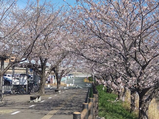 今年もこの季節になりました。数日前はまだつぼみで1分咲きにもなっていませんした。<br />今日の天気予報は曇りだが、なぜだかいい天気になったので、花見に出掛けましょう。<br />明日から週末までまた雨の様だから、今年はこのまま散ってしまうのかなぁ～。<br /><br />今日は、桜橋～西の橋間を歩きます。