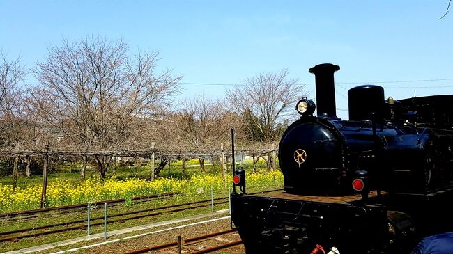 2022年3月。<br />18きっぷで小湊鉄道のトロッコ列車といすみ鉄道を完乗し<br />菜の花を満喫してきました。<br />まだコロナで世界がうるさかった頃。<br />風通しの良いトロッコ列車はウイルス対策もばっちり。