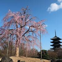 【春の京都・滋賀旅行　その1】海外旅行者が多くなってきた伏見稲荷大社と桜満開の東寺