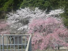 2022春・関西の旅（パート５：愛知と三重の桜を楽しみつつ尾鷲へ）　