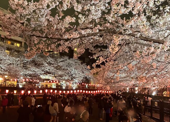 週末天気悪いな<br />桜どうなるんだろうか<br />昨年はあまり桜縁無く<br />訪ねず<br />今年はやっぱり桜溢れる街を<br />歩きたいな<br /><br />数年前にアップしてた<br />メトロ各駅停車桜巡りが懐かしい<br />続いて私鉄沿線シリーズは<br />またそんなタイミングがもしあれば<br /><br />今日は昼から<br />やっぱり夜桜もいい<br />雨、関係ないわの桜歩きになりました