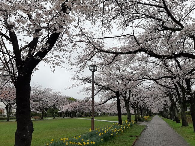 東京の桜も満開ですが週末はあいにくの雨模様<br />明日からしばらく東京を離れるので<br />小雨模様でしたが花を愛でに近くの公園に行ってみました<br />晴れていれば多くのお花見客で賑わう公園も<br />さすがに人は2～3人・・・<br />ほぼ満開の桜もちょっと寂しそう。<br />空の青さがなくどんよりした写真になってしまいました・・・<br />