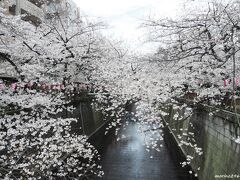 2023 記録的な早さで満開となった目黒川のお花見散歩