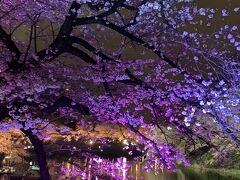 東京夜桜巡りの旅　八重洲さくら通り~九段坂公園~千鳥ヶ淵緑道~毛利庭園~けやき坂~六本木さくら坂~ミッドタウン