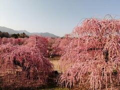 鈴鹿の森庭園