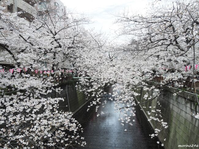 記録的な早さで満開となった東京の桜。でも意地悪な天気がお花見のチャンスを奪います。<br />折角、咲いた桜の花も、冷たい雨が散らしてしまいそうなので、一番条件が良さそうなこの日に急遽、友人Iさんを誘い、4年ぶりに目黒川のお花見散歩に出かけました。<br /><br />天気予報では午後3時頃から雨との情報もありましたが、予想外に天気が持ってくれて、傘を差すこともなくお花見散歩を楽しむことが出来ました。<br /><br />目黒川の桜は、川の両岸4Kmにわたり約800本のソメイヨシノが並び、川を覆うように桜の回廊となります。<br />駅からのアクセスも良く、お店や飲食店も多いことから人気のお花見スポットとなっています。<br /><br />この日、歩いたコースは、<br />（前半）中目黒駅からスタート、日の出橋から上流に向けて歩き、目黒橋（山手通り）でUターン。<br />（後半）中目黒駅まで戻り、宝来橋から下流に向かい太鼓橋まで歩き、目黒駅でゴール。<br /><br />