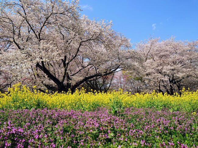 　２０２３シーズンの桜画像を纏めました(^^)<br /><br />　撮影現場が都内数ヵ所の「桜の名所」なので、誰もが撮るであろうガチガチの定番画像が多くなってしまいましたが…w<br /><br />　でも、頑張って花を咲かせた桜を色々な天気のもとで撮ったので、閲覧頂ければ幸いです(^^)<br /><br /><br /><br />