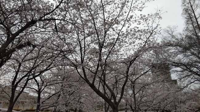 土日ともに雨予報だったので今年の花見は諦めていたものの、天気予報が土曜日に雨から曇りに変わったので弾丸で一人プチお花見をして来ました。<br /><br />桜は見頃で、ちょっとした非日常を楽しめました。