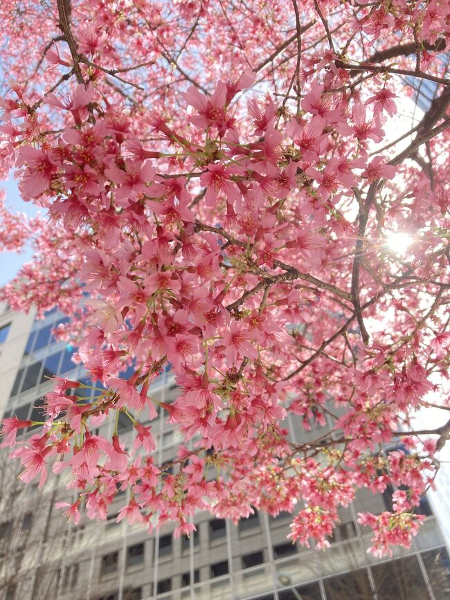 大好きな桜のお花見記録です♪<br />最初は都内の『河津桜』<br />蔵前神社～日本橋のキロクです。<br /><br />