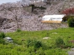 名城と桜、岡山の旅