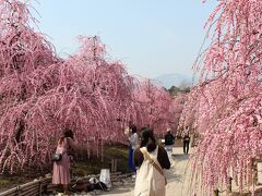 鈴鹿の森庭園の見事な「しだれ梅」！