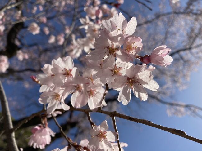 小石川後楽園で枝垂れ桜が満開という情報を入手し、朝一、行ってきました。<br /><br />今まで幾度となく横目に通っていた場所で、中に入るのは初めて！！<br />意外と広いし、絵になる風景ばかりで楽しめました。<br /><br />入場料:300円（65歳以上は150円）