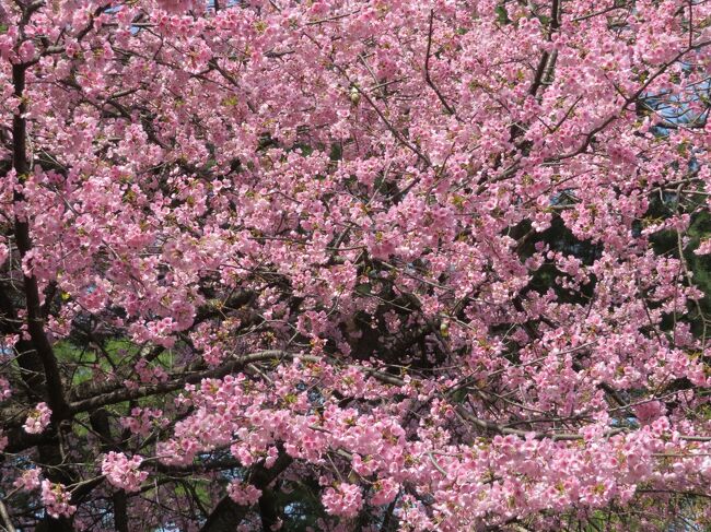 2023年3月11日（土）ぐるっとパスで神代植物公園に行こう！っという事でマイカーで向かいました。深大寺の周辺を散策し終え、梅園に足を運んだ後、他のエリアに行きました。表紙のフォトは大寒桜です。とてもとても美しかったです。そして、とてもとても幸せな気分になれました。<br /><br />開園時間：09時30分～17:00<br />入園料:一般・大人　500円