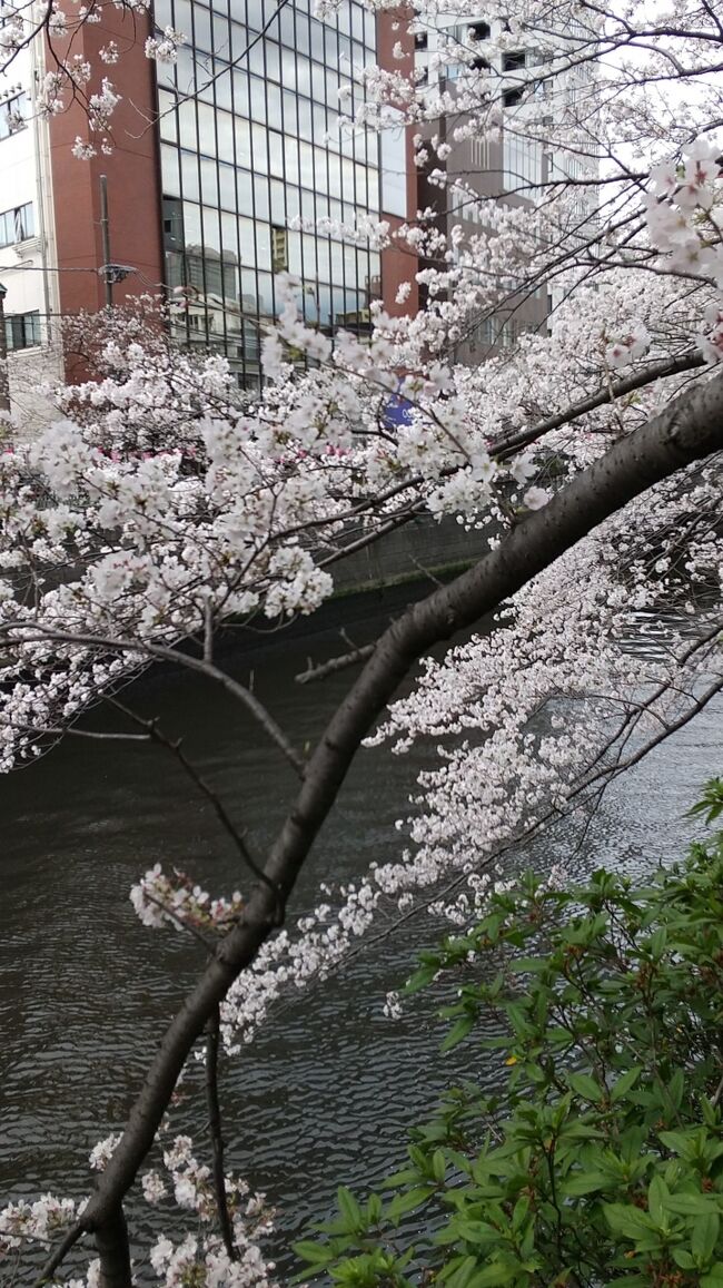 　東京の靖国神社のソメイヨシノの開花が3月14日。22日が満開との予報があり、雨マークが続く東京ですが24日の曇り空のなか、東京の目黒川のさくらを眺めに、「亀の甲橋」～「太鼓橋」をちょこっと散歩に出かけてきました。<br />　目黒川は世田谷区から目黒～品川を通り東京湾に注ぐ約8キロの河川です。<br />